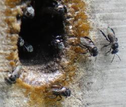 Stingless bees in TM Botanic Gardens